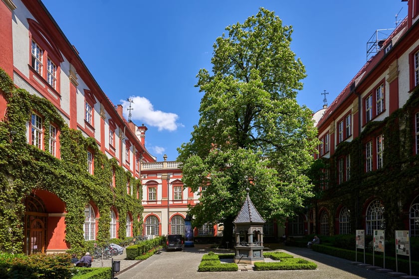 kasztanowiec na dziedzińcu Ossolineum