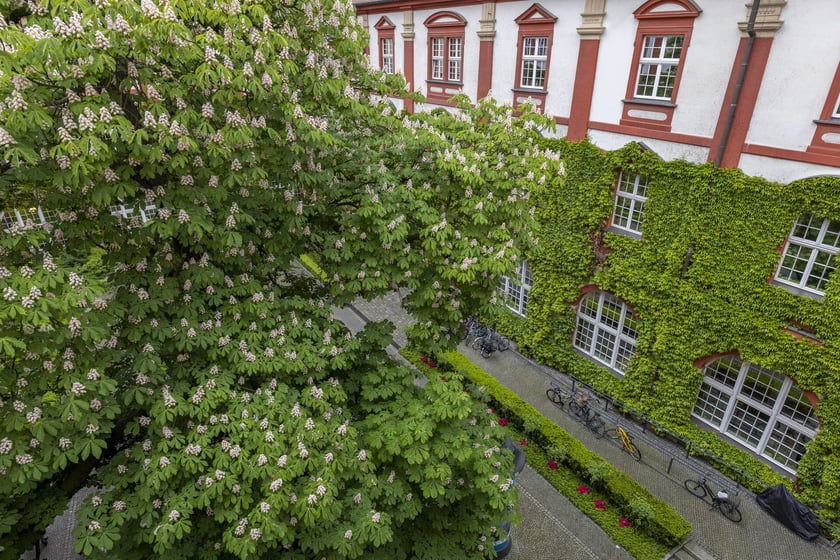 kasztanowiec na dziedzińcu Ossolineum