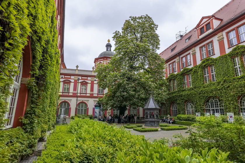 kasztanowiec na dziedzińcu Ossolineum