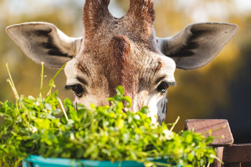 Praca w zoo wymaga odpowiedniego przygotowania