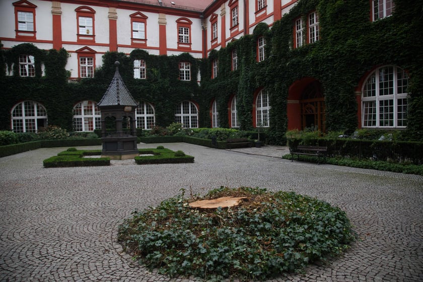 Dziedziniec Ossolineum, na którym rósł ponad stuletni kasztanowiec