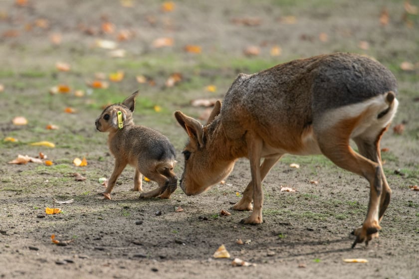 Mary patagońskie z wrocławskiego zoo