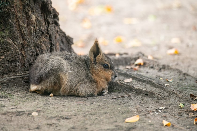 Mary patagońskie z wrocławskiego zoo