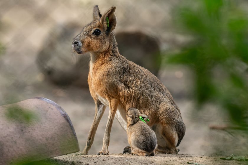 Mary patagońskie z wrocławskiego zoo