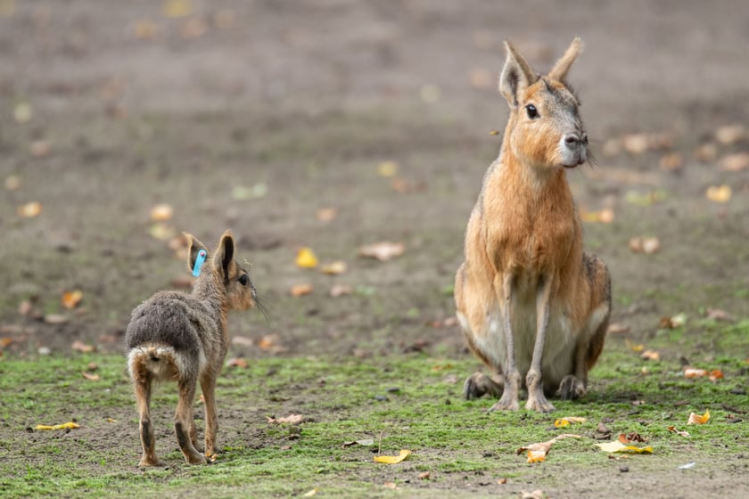Mary patagońskie z wrocławskiego zoo