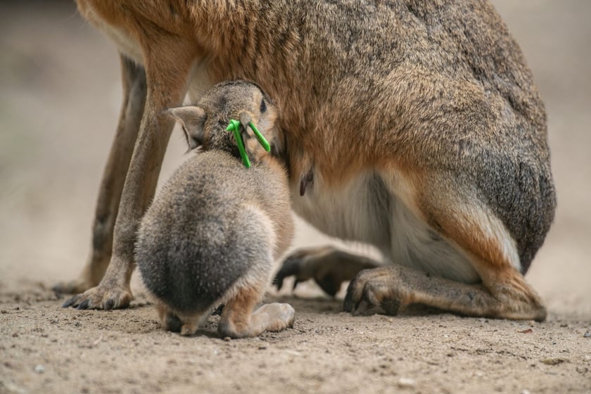 Mary patagońskie z wrocławskiego zoo