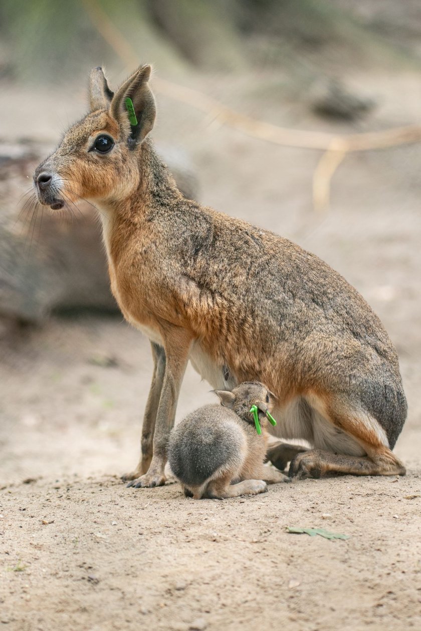 Mary patagońskie z wrocławskiego zoo