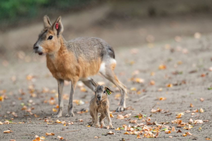Mary patagońskie z wrocławskiego zoo