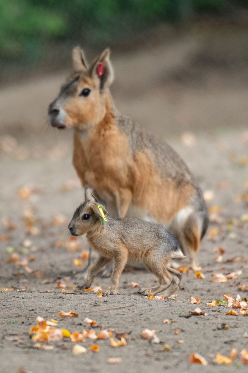 Mary patagońskie z wrocławskiego zoo
