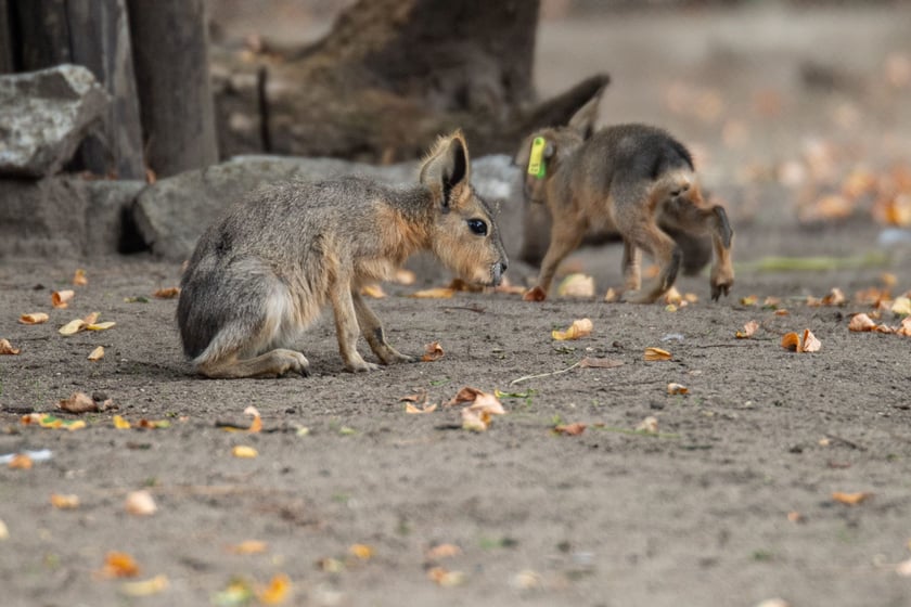Mary patagońskie z wrocławskiego zoo
