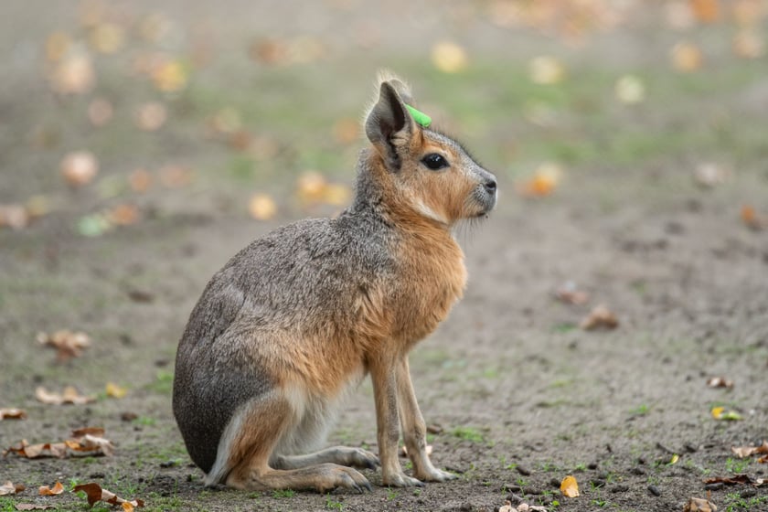 Mary patagońskie z wrocławskiego zoo
