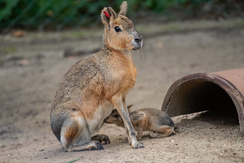 Mary patagońskie z wrocławskiego zoo