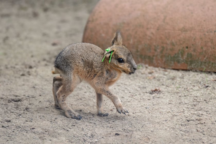 Mary patagońskie z wrocławskiego zoo