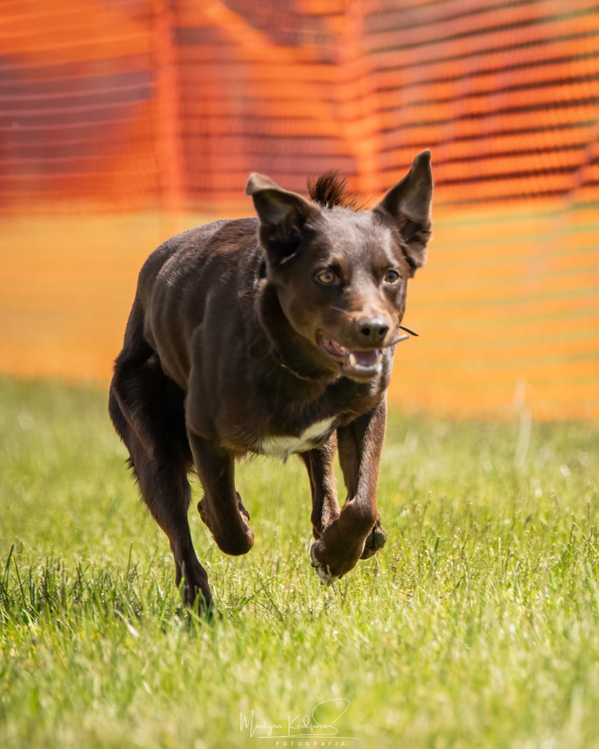 Mój pies rasy kelpie. Razem biegamy w agility.Bardzi szybki,posłuszny i wrażliwy przyjaciel.