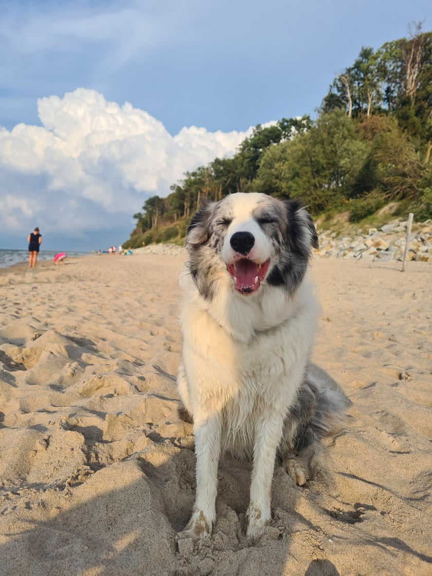 Cześć,  Pixel jest 4 letnim pieskiem rasy border collie. Właśnie wracamy znad morza i mamy parę fajnych fotek do pokazania! Pozdrawiamy:)