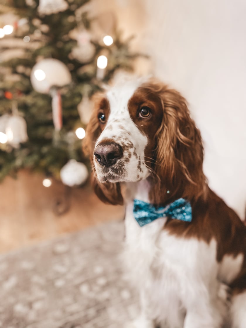 Najbardziej znany pies na Brochowie! Sąsiedzi zamiast z nami najpierw witają się z Aldo. Uwielbia dzieci, piłki, które nierzadko kradnie innym psom, pływanie i podróże ze swoimi właścicielami. Postrach brochowskich kotów, które omijają nasz ogródek szerokim łukiem. Z miłości do człowieka wchodzi na głowę. Najkochańszy pies na świecie.