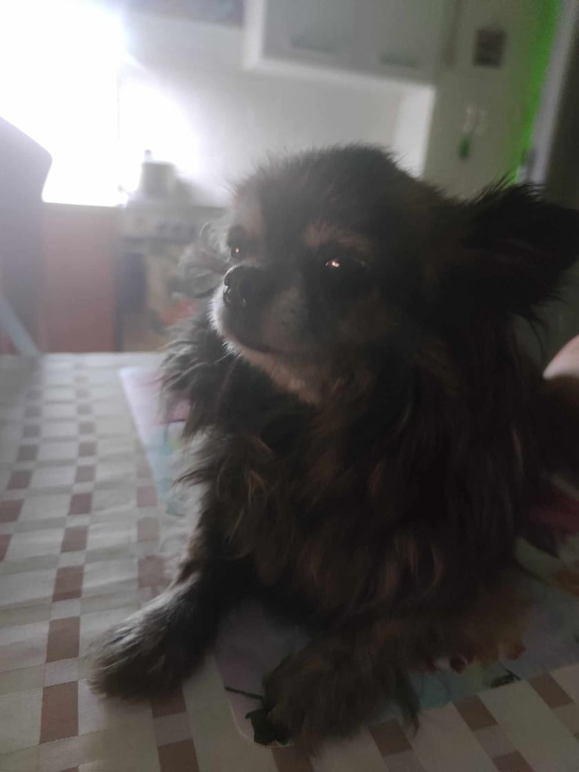 Śliczna,milusia, malutka chuchua tricol o imieniu Suzi- Ci co ją znają mówią,że jest Królową podwórka. Jest najukochańsza na świecie malutka Jagódka,Calineczka,Gwiazdeczka. Bardzo kocha dzieci i kotki / bo z nini się wychowuje od urodzenia/ Jest bardzo inteligentna i przebojowa.