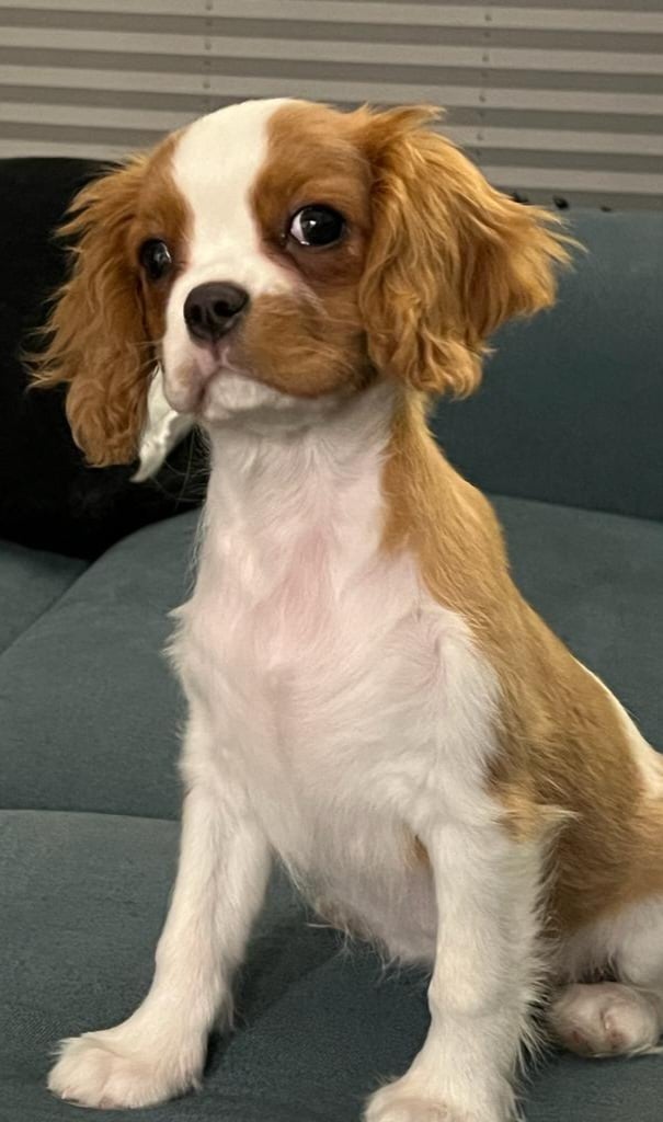 Lufka to siedmiomiesięczna psinka rasy Cavalier king charles spaniel. Żywiołowa, szczęśliwa i jeszcze lekko zagubiona, ucząca się życia. Za moją zieloną piłeczkę oddałabym wszystkie kacze smaczki. Nie mam jeszcze wielu przyjaciół, ale dorastam do ich poznawania. Uwielbiam być rozpieszczana np. pianką od piwa.
Przez większość czasu śpię wtulona w mamę, ale jak już wstanę to roznosi mnie energia- wszyscy, którzy mnie znają doskonale o tym wiedzą. Jestem małym rozrabiaką, ale wszytsko jest mi wybaczane kiedy spojrzę w oczy mamy i taty.
W domu zrobiłam już małe przemeblowanie,ale to dobrze,bo przynajmniej rodzice się nie nudzą. Kocham moje ciocie i wukjów, bo kiedy mnie odwiedzają zawsze przynoszą dla mnie prezenty.