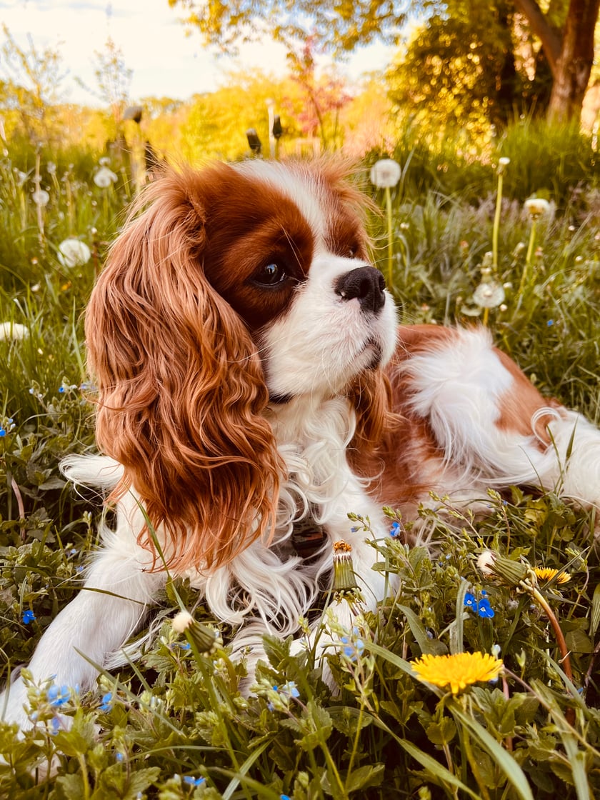 Melman ma 2,5 roku, lubi spacery nad rzeką i zajęcia noseworkingu (w wąchaniu jest naprawdę dobry :-)