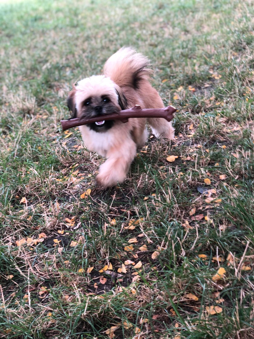Lunia 1 września skończy dziewięć miesięcy, jest krzyżówką Szpica i Shih tzu i jest najukochańsza.