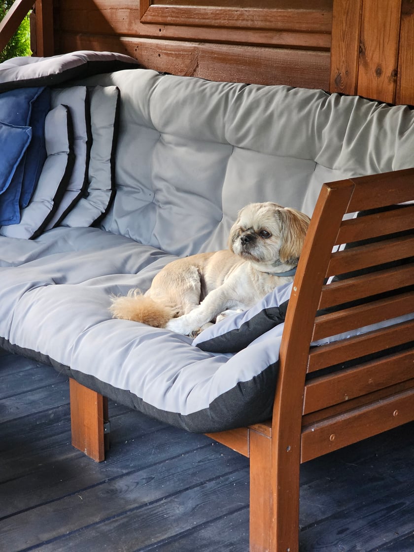 Hugo lat 9 uwielbia grać w piłķę, kocha dzieci i jest najcudowniejszy dla swoich psich rodziców.