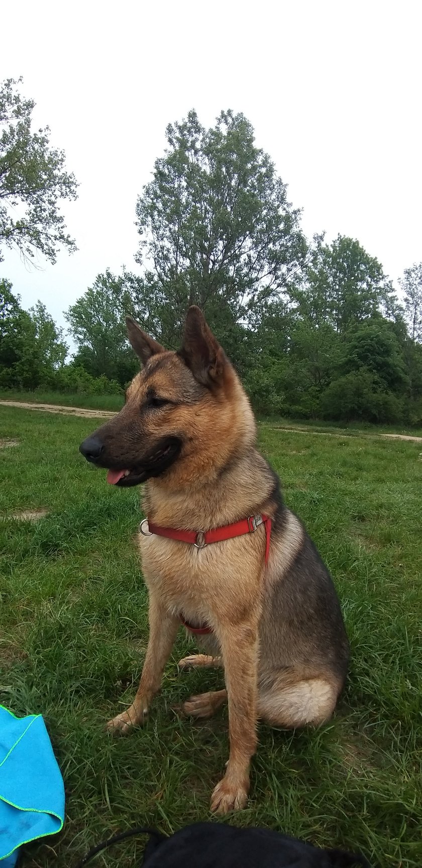 Mega wrażliwy koleś. Na słowo spacer reaguje jak wariat. Najwspanialszy pies na świecie