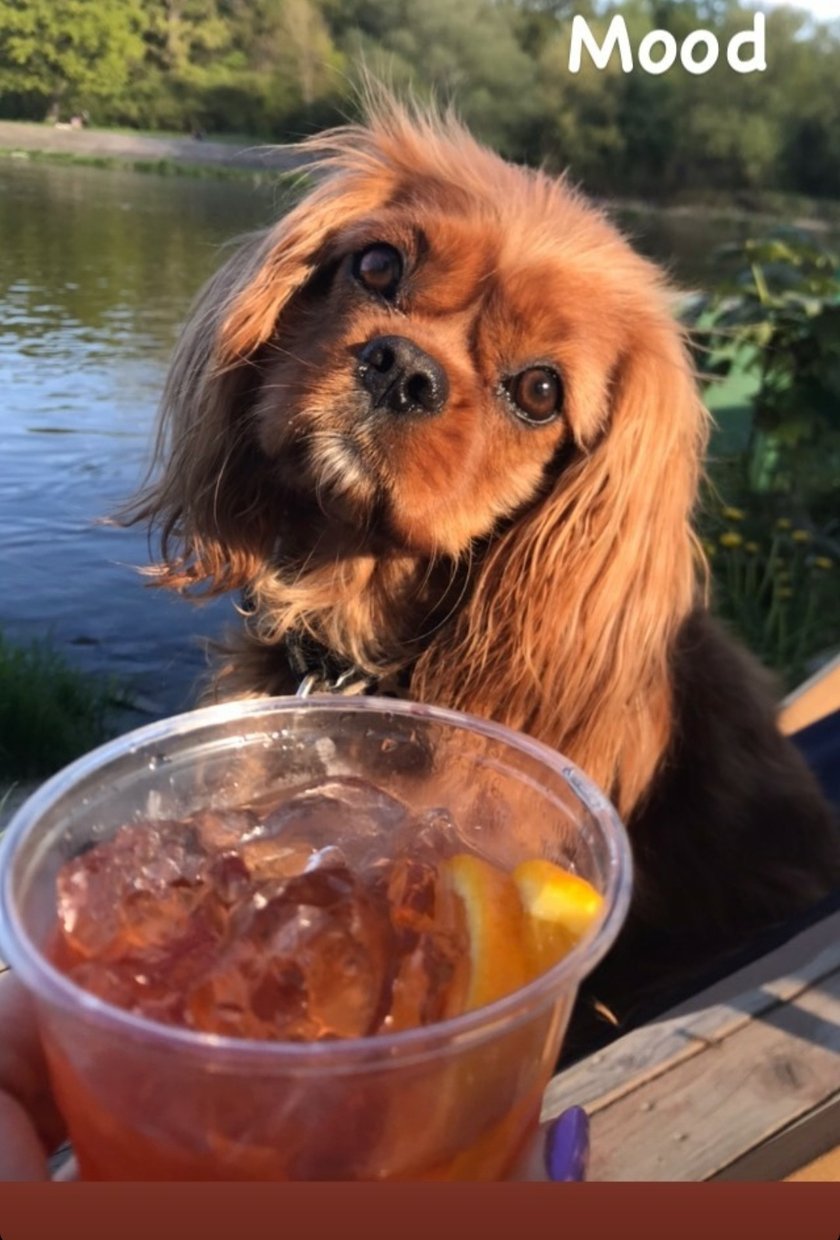 GiGi ma 2 lata, ma 2 almodovarskie Matki rownolegle ( mnie I moja przyjaciolke Patrycje) ma 2 domy. U mnie ma Pana Lewka a u Patrycji Pana Liska. Jest jak czlowiekowa ale Bez negatywnych uczuc :)