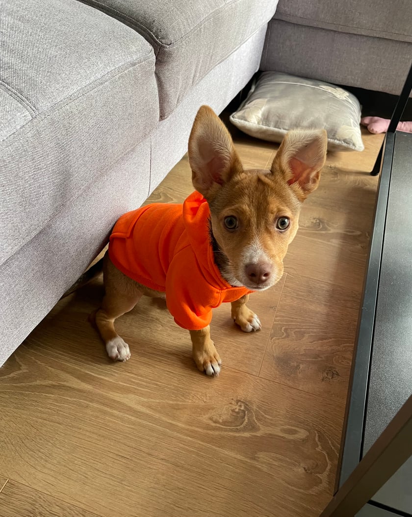 Maciuś ma 4 miesiące i jest kochanym urwisem. Bardzo szybko się uczy i codziennie jest chętny do poznawania nowych sztuczek, miejsc, zapachów i przede wszystkim nowych ludzi i piesków podczas spacerów!