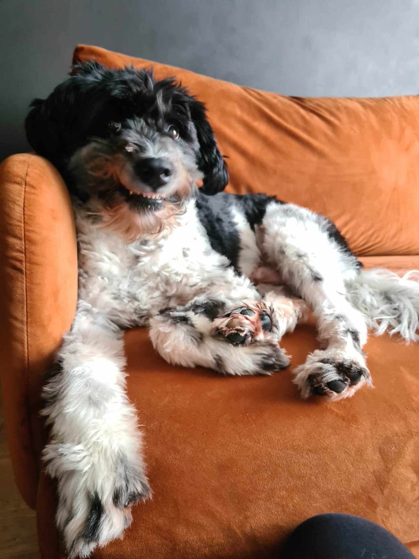 Czarny psychopata i jego szyderczy uśmiech