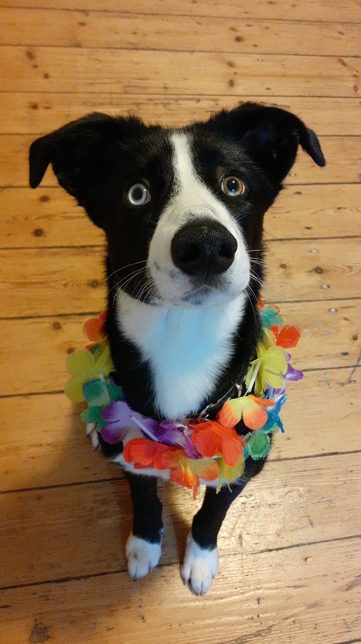 Cudna przyjacielska 10 miesięczna sunia, bardzo łagodna i dobrze zsocjalizowana skrada serca dosłownie wszystkim :)