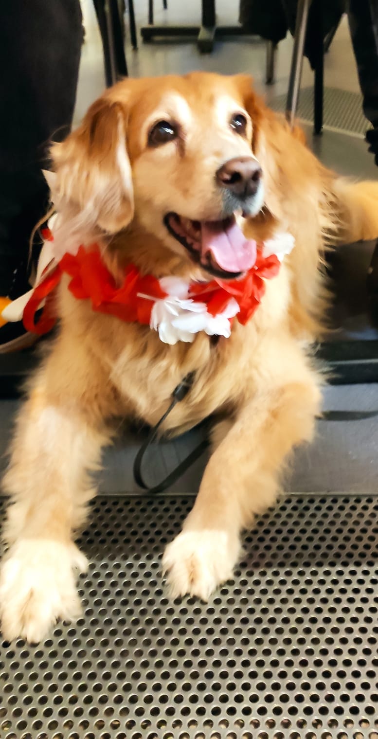 Wika to 15 letnia piękność, która urodę i wdzięk otrzymała dzięki mieszanym genom swoich rodziców cocker spaniel i golden retriver. Urodzona w schronisku na ślazowej, po 10 latach oddana i 5 lat temu odnaleziona tam-znalazła swój dom u nas. Jak na swój wiek jest wesołym pogodnym serdecznym dla innych psiaków. Wierna oddana i nieprawdopodobnie mądra. Chodzi bez smyczy, gdyż wie jak się zachować i z uwagi na swój piękny wiek spaceruje swoim tempem. Gdy wyczuje wodę wskakuje do niej jak szczeniak. Aportuje, pokazuje łapą, ze jest głodna i woła swoim psim głosem, że musi wyjść na spacer. Jej piękność to przyjazna psia dusza i ogromna miłość do swoich bliskich. Na wybranym zdjęciu wspólnie z nami obchodziła rocznicę niepodległości Polski. I tacy piękni Psi Seniorzy zasługują na uwagę jury.