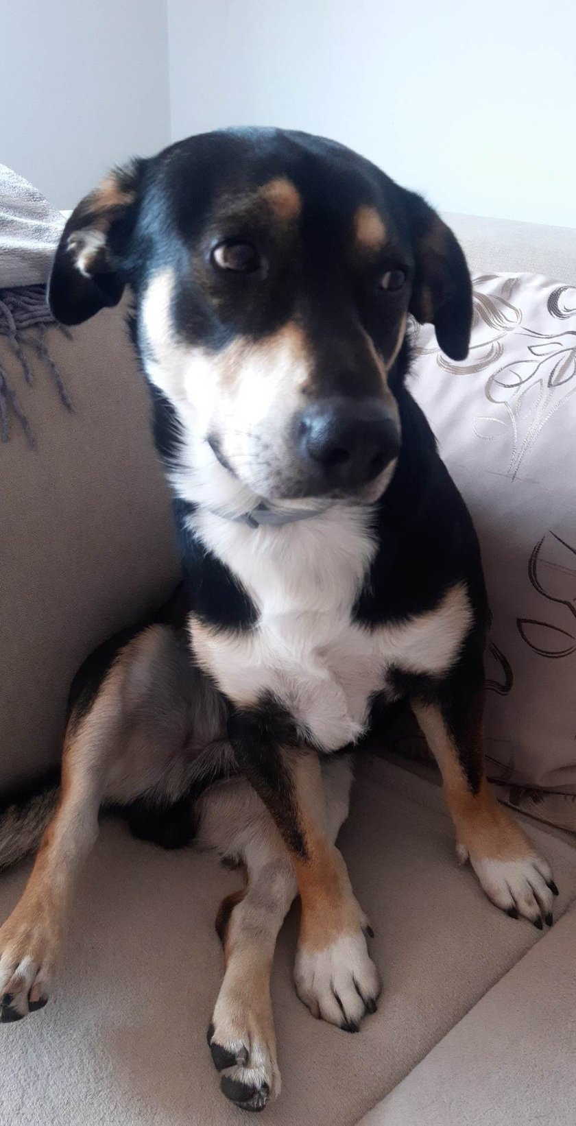 Moj czworonog nazywa się Chilli ma 2 lata i 10mcy rasy mieszanej- kundelek jest samcem, serduszkiem u moich stóp.Z dużym wulkanem energii.Lubiacy spacery.Piesek radosny,szczęśliwy,a zarazem niesforny hultaj.Tak gdzie ja tam i on.
Moim zdaniem warto zawsze mieć u boku takiego przyjaciela. Nigdy Cię nie opuści i zawsze będzie wiernym towarzyszem zabaw