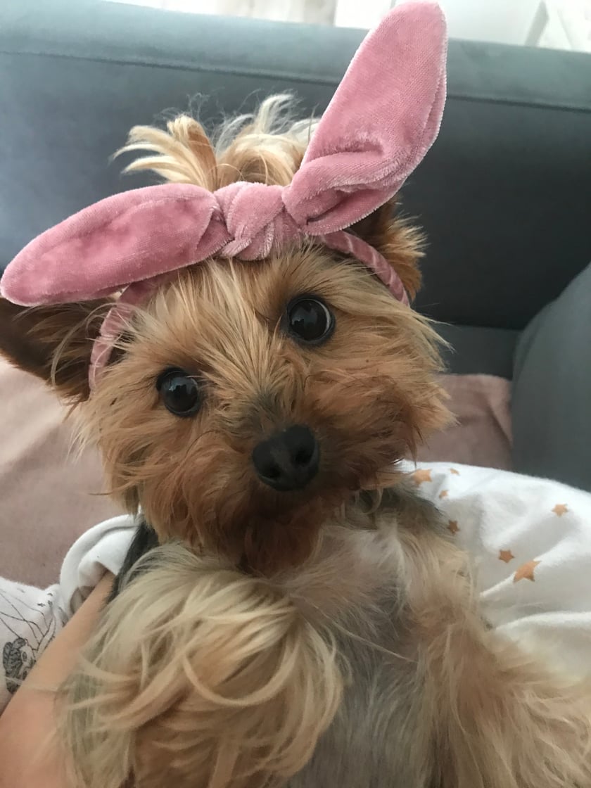 5-letni Yorkshire Terrier najsłodsza suczka Gaja