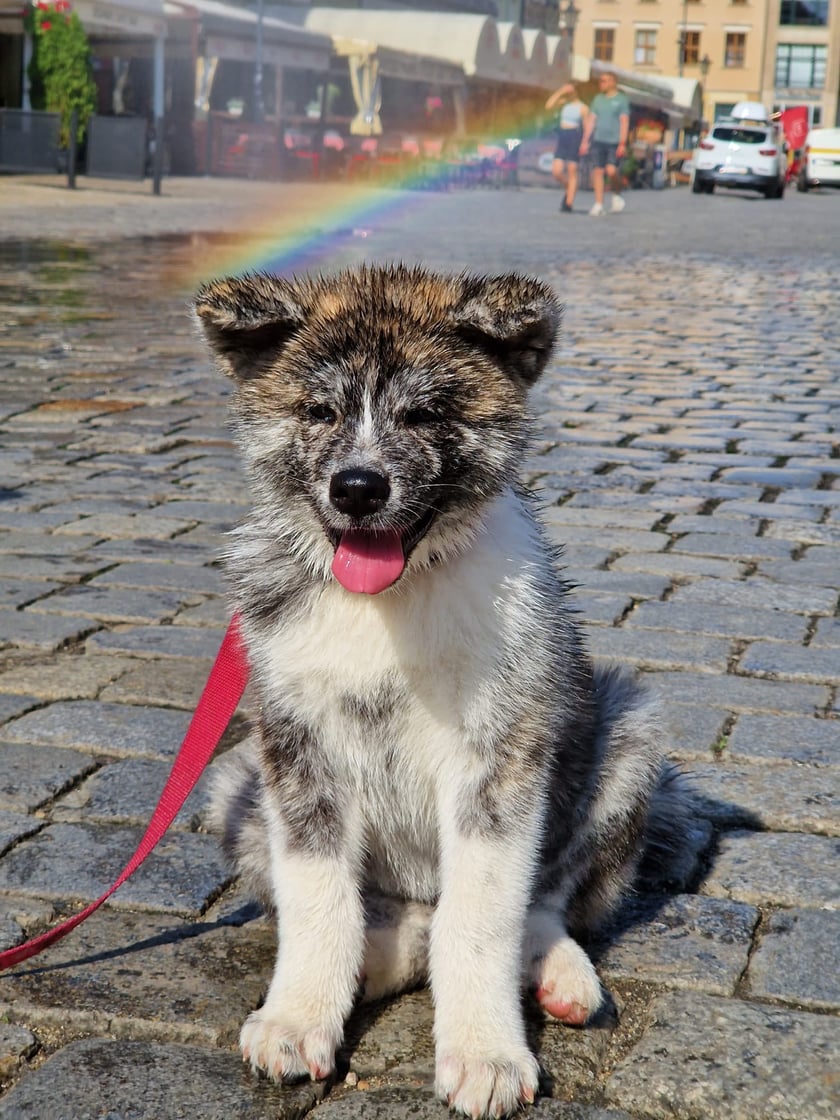 Najpiękniejsza pręgowana suczka akity, ukochana. 3 msc. Mała rozrabiaka, uwielbia się bawić i szaleć! Uwielbiamy