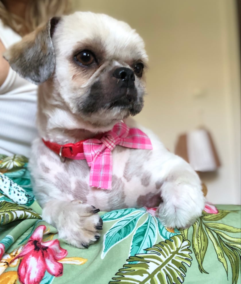 Mia jest rasowym psem shi tzu, ma prawie 3 lata. Jest bardzo przyjazna i towarzyska. Może ktoś ją nawet pozna bo lubi poznawać nowych ludzi, podbiegać i się witać. Za swoi niedługie lata zaprzyjaźniła się z wieloma ludźmi i pieskami obok Renomy, Popowice i Zakrzów.