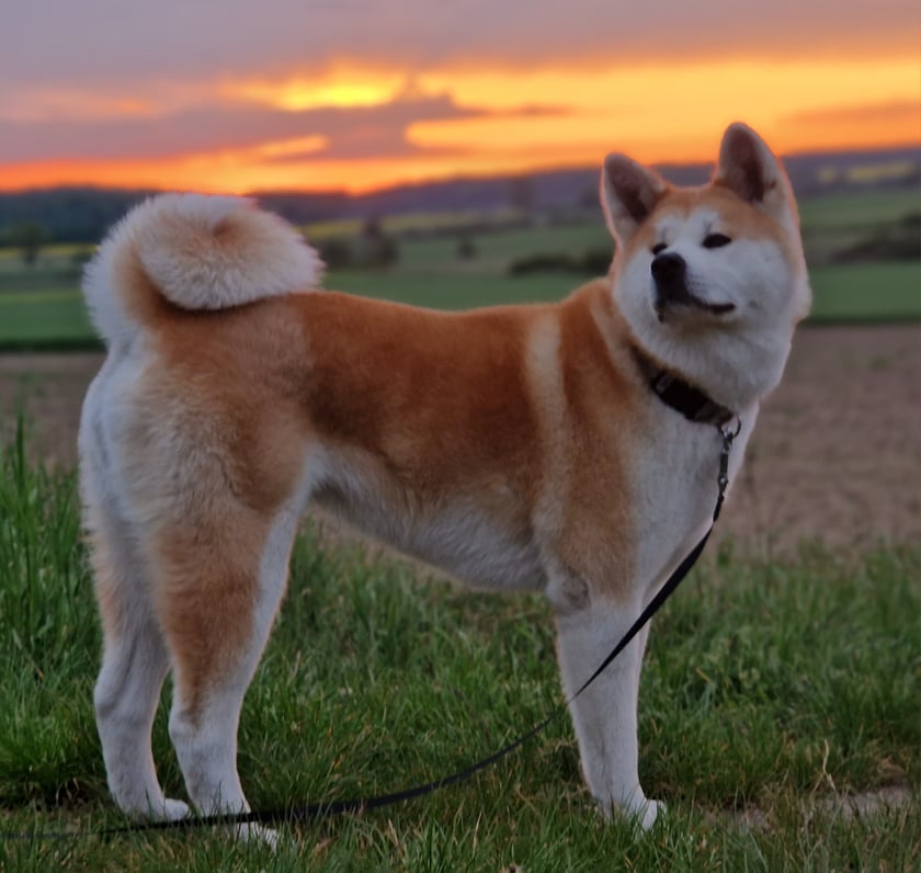 NAMIKO jest 1,5roczną suka rasy akita. Niesamowicie przyjacielska o czym powie każdy spotykający ją. Wiera i lojalna :) oczko w naszej głowie. Pełna gracji i elegancji- dostojna i madra! Nasza rodzina :) kochamy.