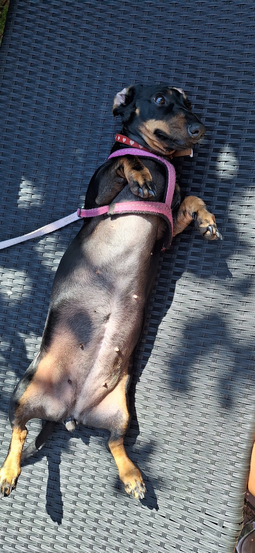 Jamnik miniatura. Uratowana z pseudohodowli. Kiedyś mieszkała w klatce i rodziła dzieci, dzisiaj śpi w łóżku i jest naszym DZIECKIEM.