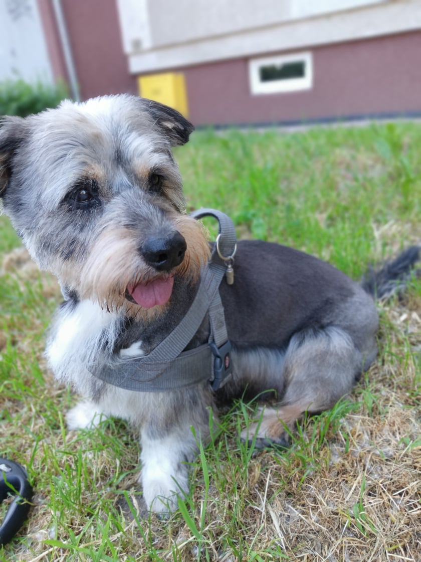 Piesek w typie jamnika szorstkowłosego, ale masywniejszy i trochę większy. Zabrany ze schroniska w styczniu 2023. Ma około 12 lat. Jest wspaniałym, grzecznym i spokojnym członkiem rodziny