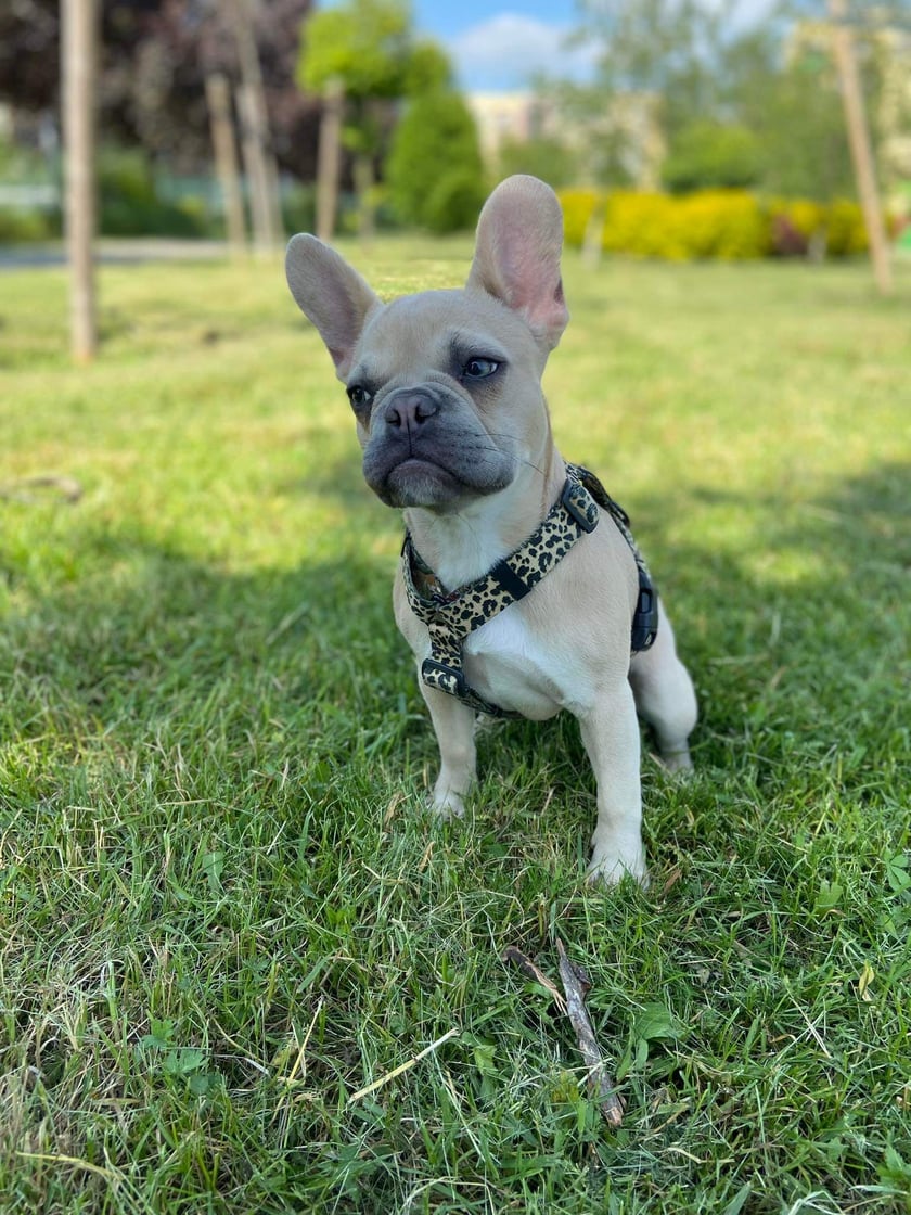 Jestem 9-cio miesięcznym buldogiem francuskim. Jestem energicznym i żywiołowym szczeniakiem. Określenie "kanapowiec" w moim przypadku jest błędne.