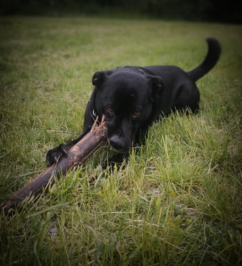 MAx przyjaciel człowieka.