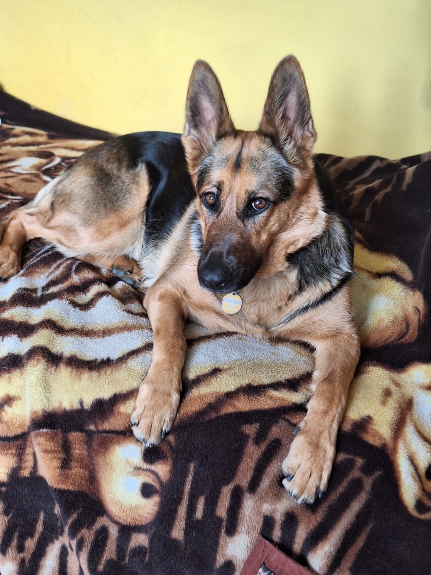 Najpiękniejsza przytulanka i pieszczota naszej rodziny. Uwielbia spacery i długie gladkanie.