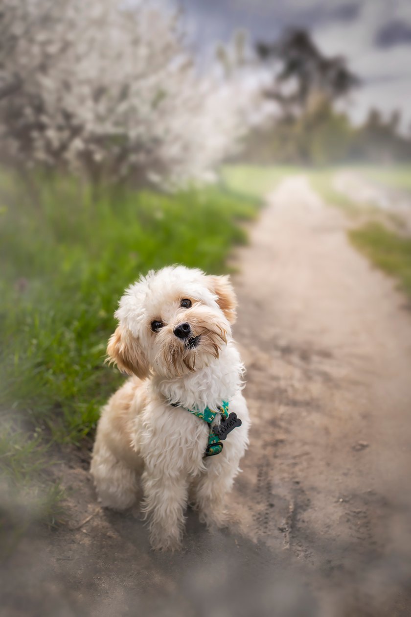 Scooby to roczny psiak rozrabiak. Wyszczekany, skoczny i lubiący podróże autem. Definicja jego życia - spanie i podjadanie, i chociaż wcina za dwóch to wcale po nim tego nie widać. Swoje codzienne perypetie pokazuje w mediach społecznościowych rozkochując w sobie niejedną suczkę i niejednego psiego opiekuna.