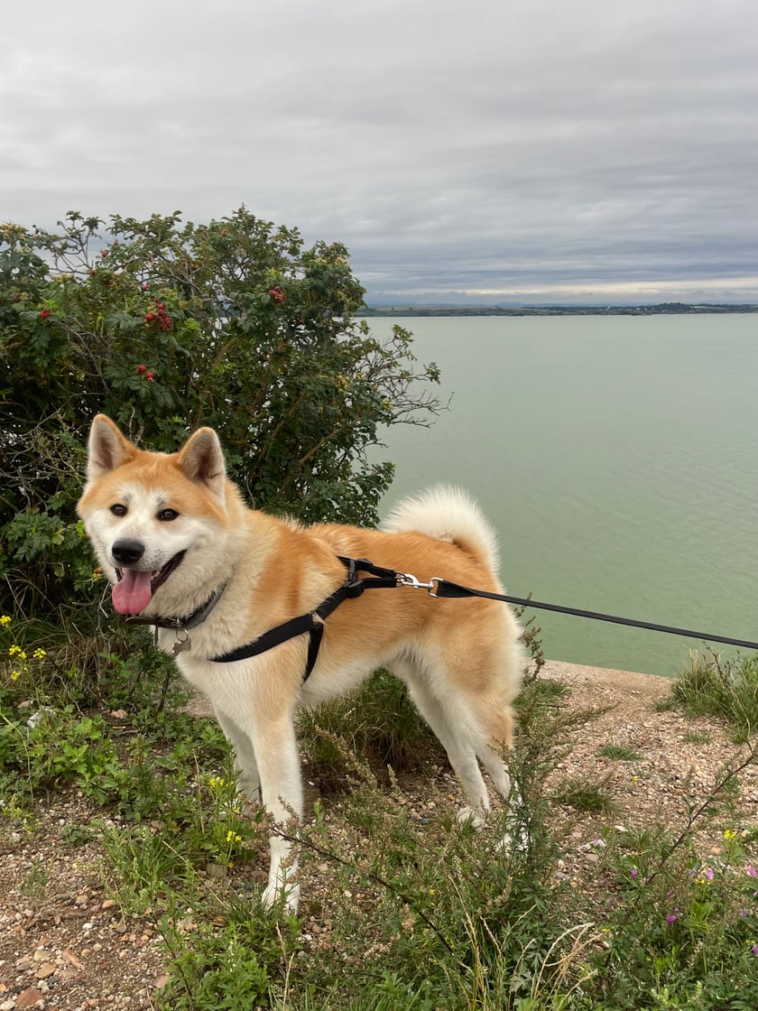 Bailey jest półtorarocznym, rudopłowym owczarkiem japońskim, rasy Akita Inu. Jest pieskiem energicznym, sprytnym, zabawnym i bardzo troskliwym, nie ufa obcym, ale dla swojej rodziny jest oddanym stróżem i kochaną pieszczotą. Bailey uwielbia się bawić, podróżować autem i chodzić na długie spacery. Jest najlepszym i najpiękniejszym psiakiem na świecie.