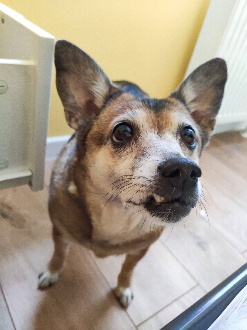 Mała, kompaktowa, przekochana 14 letnia suczka.