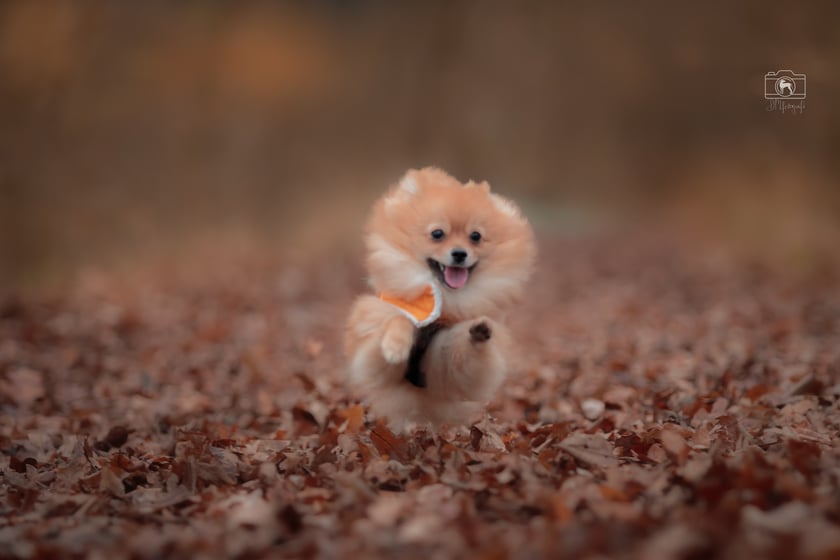 Demi to suczka szpica miniaturowego. Urodzona 28 grudnia 2019, dołączyła do naszej rodziny w marcu 2020 i od tamtej pory jest naszym oczkiem w głowie.