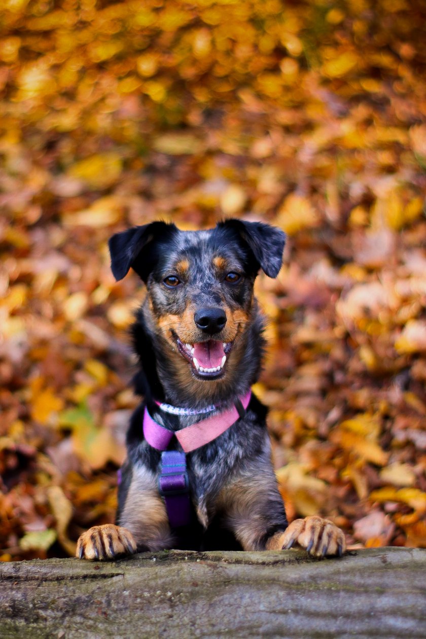 Maze to kundelek o nietuzinkowej urodzie! Uwielbia spacerki, zabawki i smaczki. Za te ostatnie chętnie poda Ci łapkę. Kocha wszystkich i wszystko całym sercem!