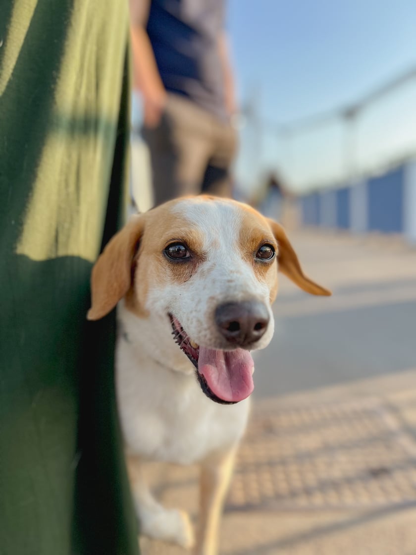 Reksio jest bardzo przyjaznym i kochanym psynkiem oraz prawdziwym maminsynkiem, jak widać na załączonym obrazku, zawsze przy sukience swojej psiej mamy.