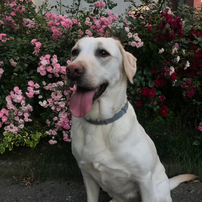 Charakter zupełnie nie jak Lejdi ;) Kocha pływać czy to w morzu czy w głębszej kałuży. Najlepszym przyjacielem jest pluszowy wąż z ikea a wrogiem kot mieszkający z nią w tym samym domu.