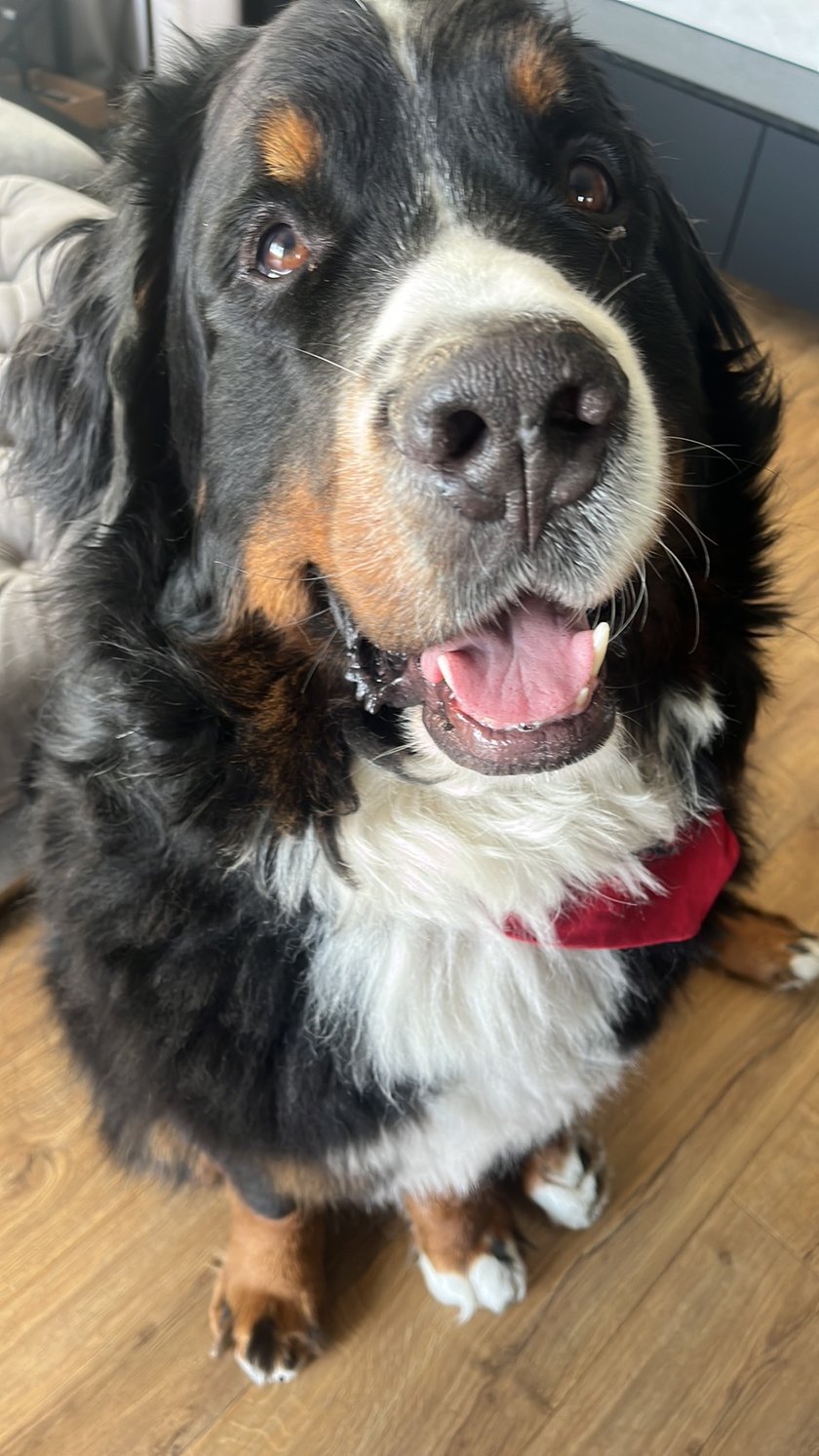 Mój psi anioł, dobry duszek a raczej słonik domu:) psierdola, często psioduszka, psichofan chlebka, niestety psiorowitek, ale na pewno najlepszy psijaciel, osiedlowy psielebryta i moja psia miłość.