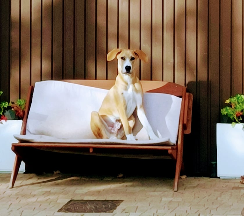 Maślaka zabrałam z wrocławskiego schroniska takie imię mu tam nadali. Zakochalismy się od pierwszego spojrzenia przez kraty, wiedzieliśmy oboje ,że będziemy razem. Manti wyrósł na pieszczotliwego i kochającego każdego przechodnia kawalera.